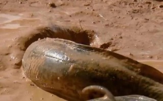 什么是非洲肺魚，通常指原鰭魚、也叫鈍吻肺魚
