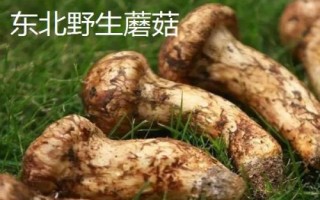 黑龍江黑河的特產，五大連池大豆是當地著名特產