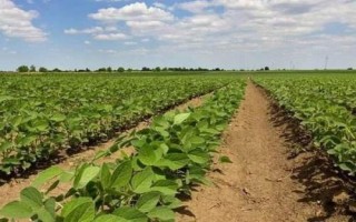 華豆13大豆種子介紹，適宜播期為6月上中旬