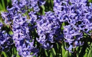 風(fēng)信子的花語是什么，寓意懷念、勝利等