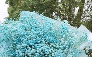 滿天星的耐寒溫度，最低可以忍耐0℃