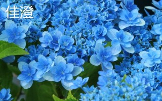 新老枝開花的繡球種類，常見的有無盡夏、佳澄等