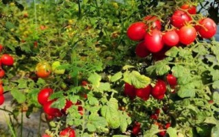大棚種植圣女果如何提高產(chǎn)量，根據(jù)植株的長勢來澆水施肥