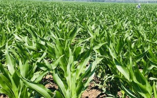 優(yōu)農(nóng)1號玉米種子簡介，每畝種植4000株左右