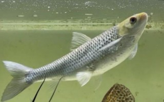 赤眼鱒魚苗能長多大，最大可長至4-5斤