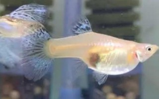 草尾孔雀魚好養(yǎng)嗎，屬于比較好養(yǎng)的觀賞魚