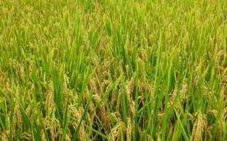 黃軟占水稻種子特點，感溫型常規(guī)稻品種