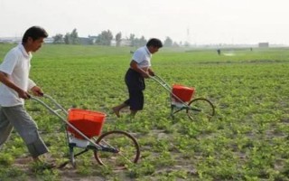 提高花生產(chǎn)量的方法，需輪作換茬、巧施肥料等