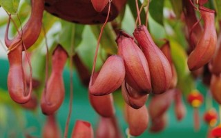 怎么養(yǎng)豬籠草，喜歡生長(zhǎng)在高溫環(huán)境中