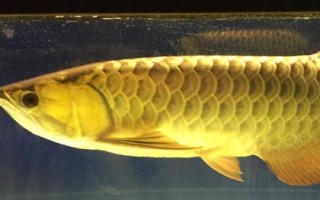 龍魚常見致病因素，可能是喂食方法不對(duì)或受驚等