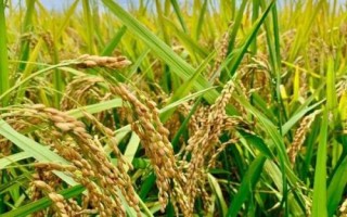 天禾糯1號水稻品種的特性，每畝基本苗5--6萬
