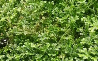翠云草有沒(méi)有毒，是沒(méi)有任何毒性成分的植物