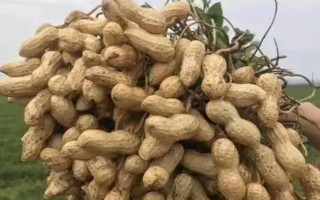 花生品種308的產(chǎn)量，白沙308可達(dá)到800-1000斤左右