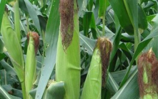 中博4號玉米種子特征特性，適宜播期4月下旬至5月上旬