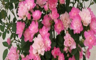 微型月季的養(yǎng)殖方法，宜選用直徑20公分左右的花盆