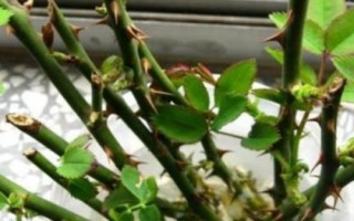 月季花的扦插時(shí)間，嫩枝扦插在每年的4-5月或9-10月