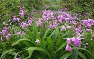 種植白芨前景如何，市場前景非常不錯