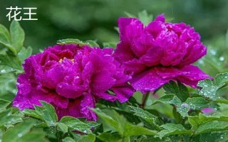 牡丹花的寓意，寓意富貴圓滿、端莊秀雅等