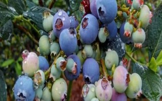 藍(lán)莓的種植氣候條件，一天需要6-16小時(shí)左右的光照