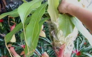 怎么養(yǎng)豬籠草，喜歡生長(zhǎng)在高溫環(huán)境中