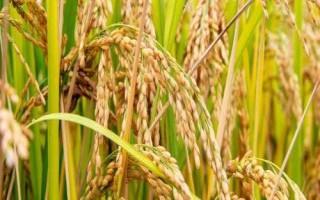 又香優(yōu)香絲苗水稻種子介紹，大田每畝用種量1－5千克