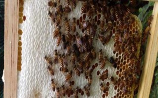 失王蜂群會(huì)不會(huì)自己造王，蜂群能自己造王