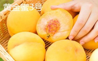 桃樹屬于哪種植物，是一種典型的被子植物