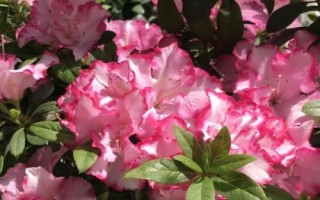 四季杜鵑的產(chǎn)地，除新疆和寧夏外各省區(qū)均有分布