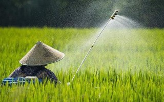 氯吡嘧磺隆主要用于什么作物，主要用在小麥、玉米、高粱等作物