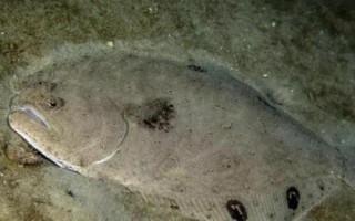 比目魚可以養(yǎng)殖嗎，內(nèi)陸地區(qū)是很難養(yǎng)殖成功