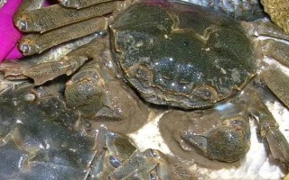 野生河蟹與養(yǎng)殖河蟹的區(qū)別，外形、口感、野性等方面均不同