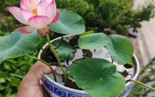 碗蓮荷花種子的種植方法，種子通常需要人工開口