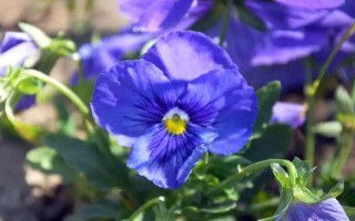 秋季適合種哪些花，可以種菊花、桂花、蝴蝶蘭等