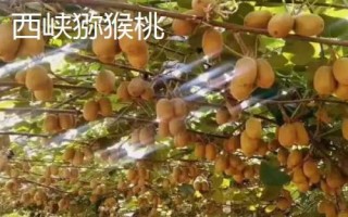 河南省范縣的特產(chǎn)，范縣大包子深受食客喜愛