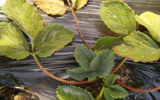 草莓青枯死苗發(fā)生的原因，高溫高濕時(shí)易發(fā)病