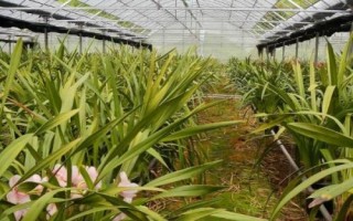 種植一畝蘭花的成本，大約需要5.5萬(wàn)元