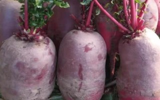 常見(jiàn)的十字花科作物，包括蘿卜、白菜、芥菜等品種