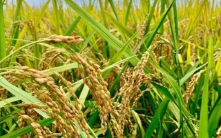 天優(yōu)華占水稻種子簡介，每畝有效穗數(shù)18.9萬穗