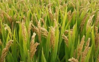墾稻1918水稻品種的特性，該品種主莖12片葉
