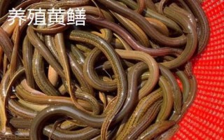 野生黃鱔和養(yǎng)殖黃鱔有什么區(qū)別，野生黃鱔的頭部更尖