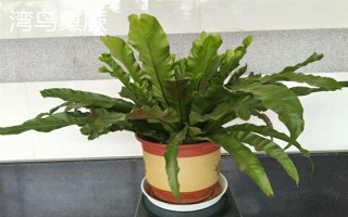 鳥巢蕨有哪些主要品種，有灣鳥巢蕨、羽葉鳥巢蕨等