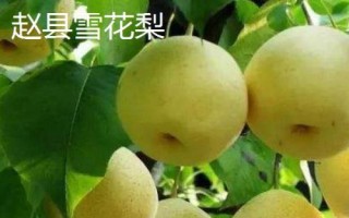 河北趙縣的特產(chǎn)，雪花梨栽培歷史悠久