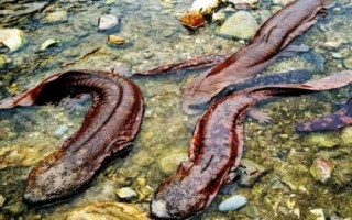 娃娃魚屬于什么動物，長得像魚但卻不是魚