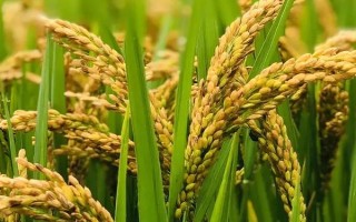 深兩優(yōu)865水稻品種的特性，秈型兩系雜交水稻品種