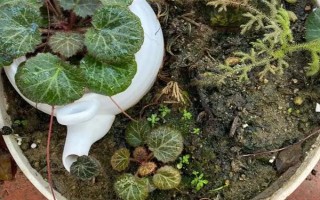 虎耳草在幾月開花，每年4到11月開花