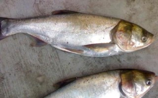為什么都不喜歡吃白鰱魚，肉質(zhì)差且魚刺很多