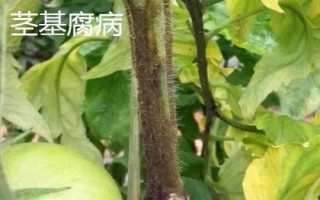 番茄青枯病、枯萎病、莖基腐病的區(qū)別,發(fā)病規(guī)律和癥狀均不同