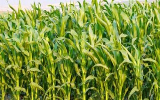 松糯9號玉米種子特征特性，4月下旬至5月上旬播種