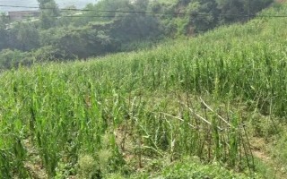過(guò)量施用氮肥的危害，將會(huì)導(dǎo)致土壤氮素過(guò)剩