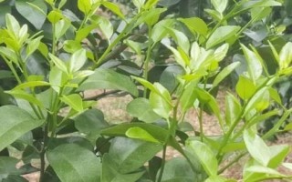 放秋梢不當(dāng)?shù)奈：?，會?dǎo)致果實(shí)長不大甚至引起落果